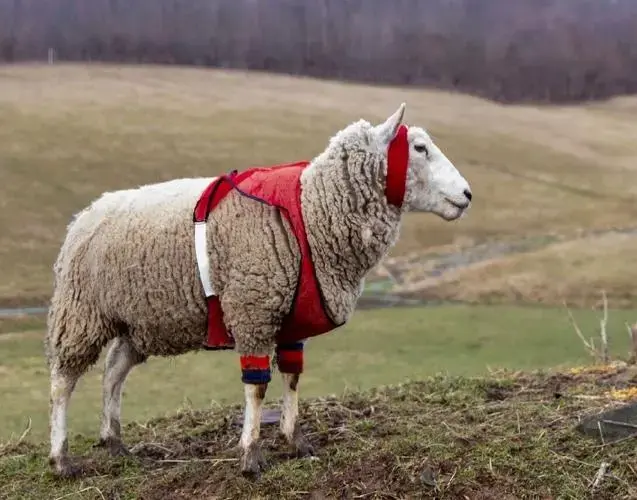 Running of the Wools: A Sheep-tacular Celebration  of Washington County’s Agricultural Heritage